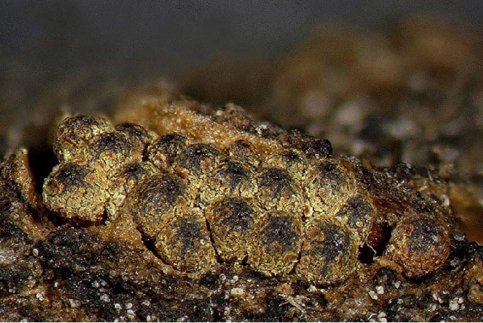 macrostoma