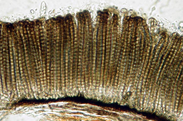 macrostoma