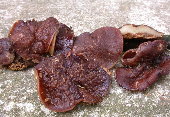 macrostoma
