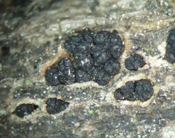 macrostoma