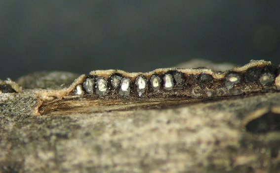 macrostoma