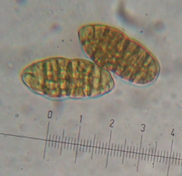 macrostoma