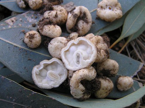 macrostoma