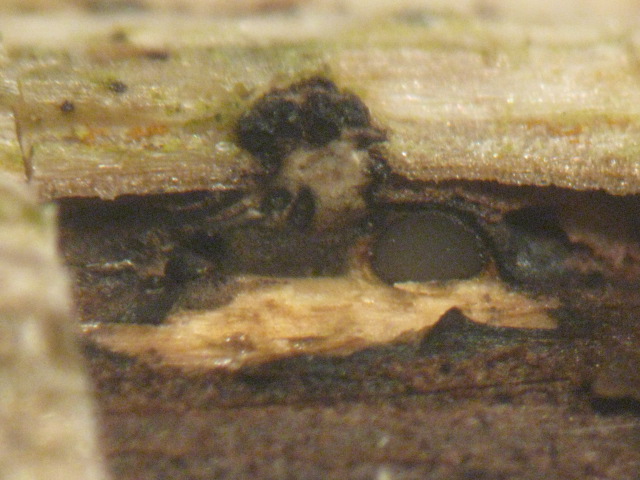 macrostoma