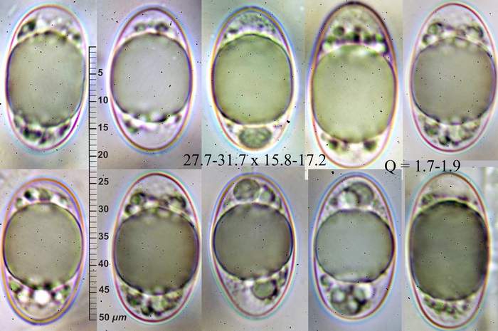 macrostoma