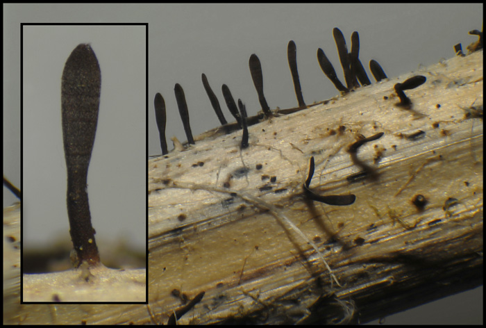 macrostoma