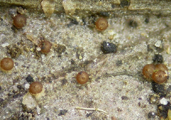 macrostoma