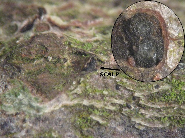 macrostoma