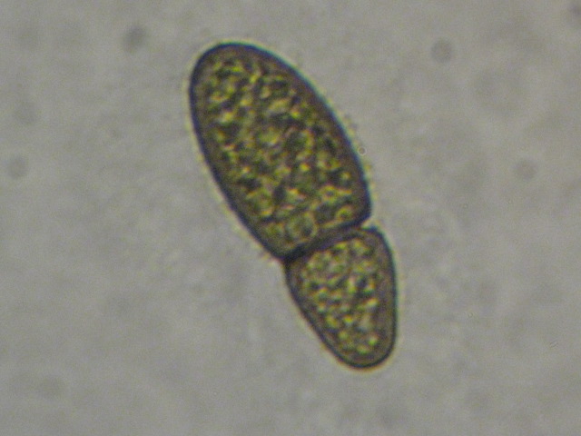 macrostoma