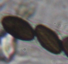 macrostoma