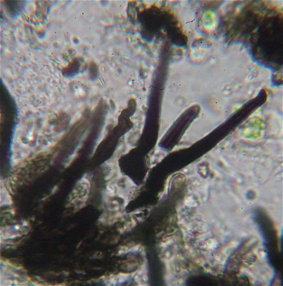 macrostoma