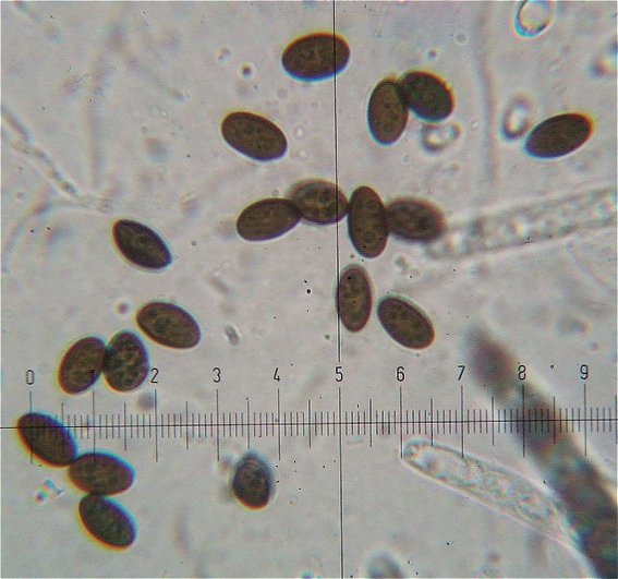 macrostoma