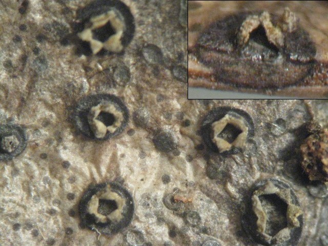 macrostoma