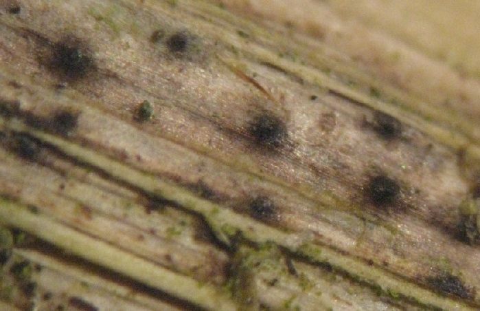 macrostoma