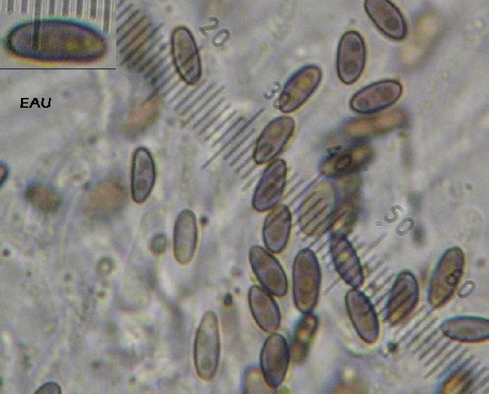 macrostoma