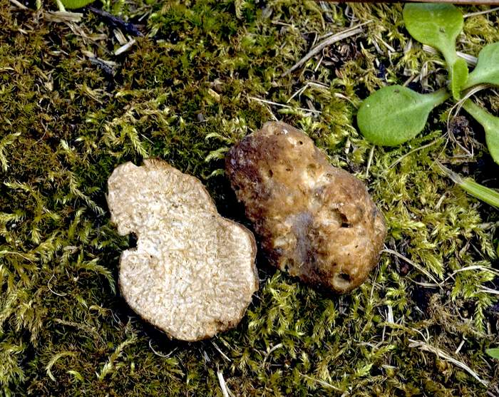 macrostoma