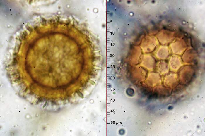 macrostoma