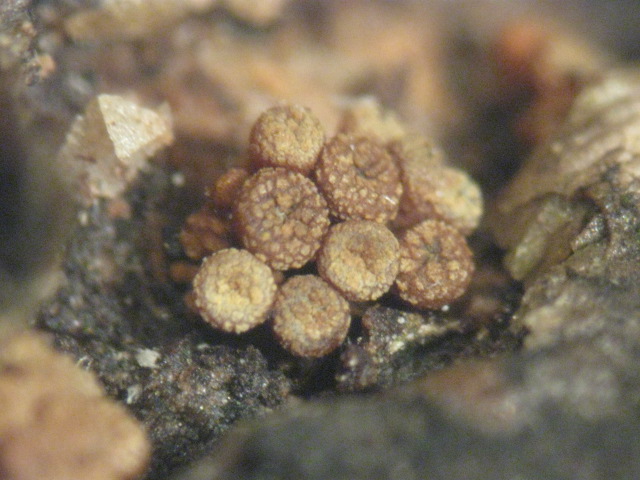 macrostoma