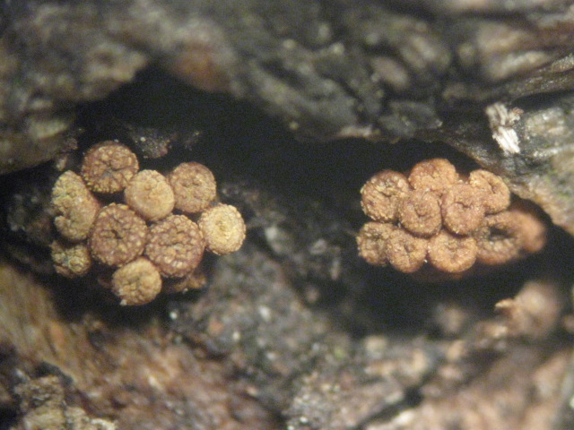 macrostoma