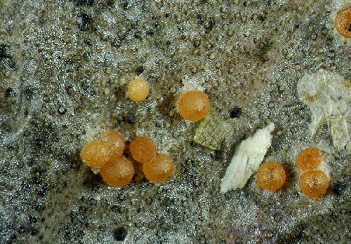 macrostoma