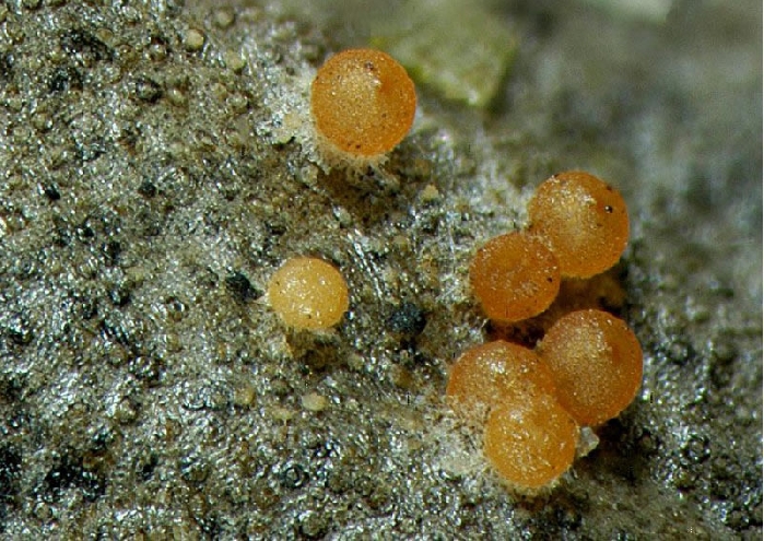 macrostoma
