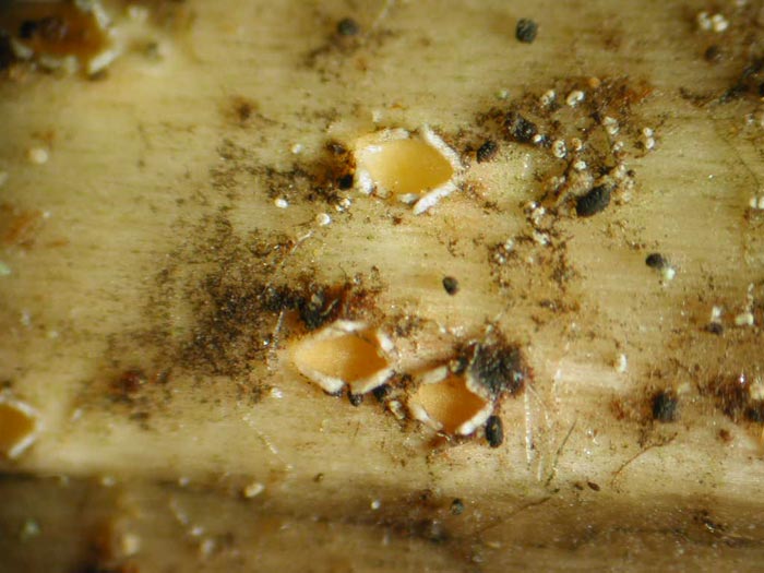 macrostoma