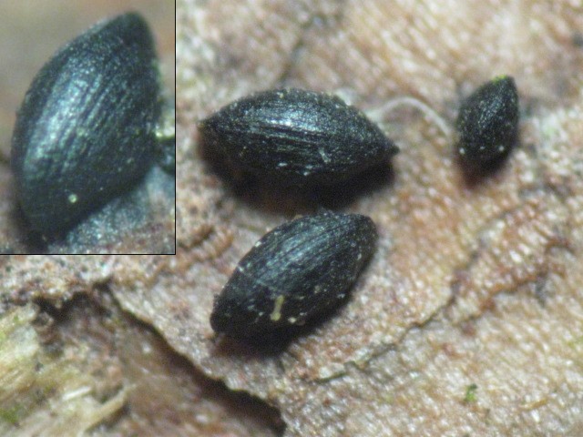 macrostoma