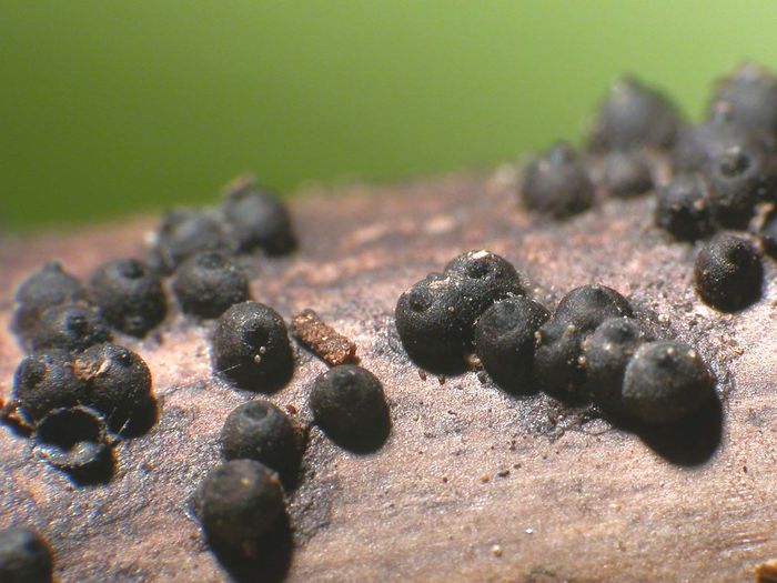 macrostoma