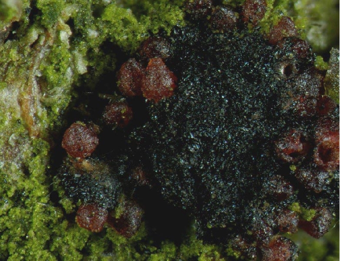 macrostoma