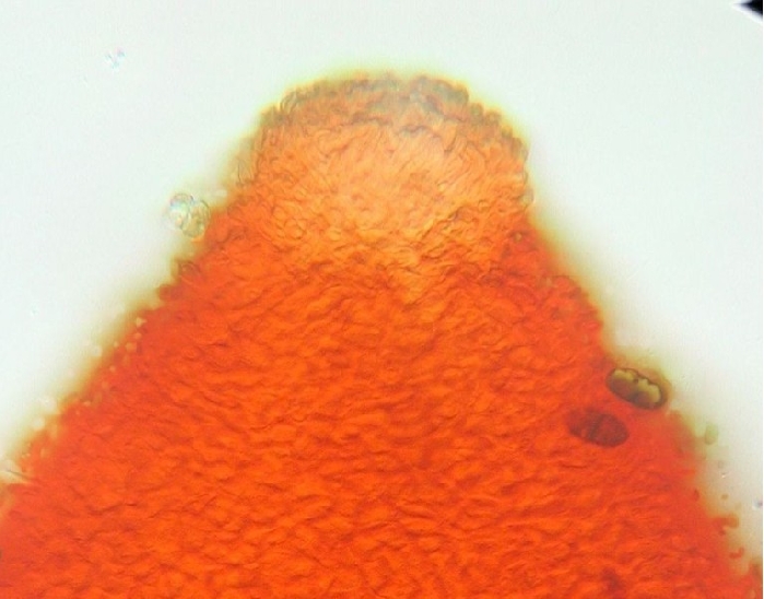 macrostoma