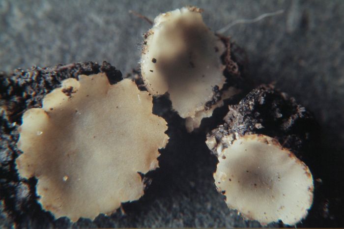 macrostoma