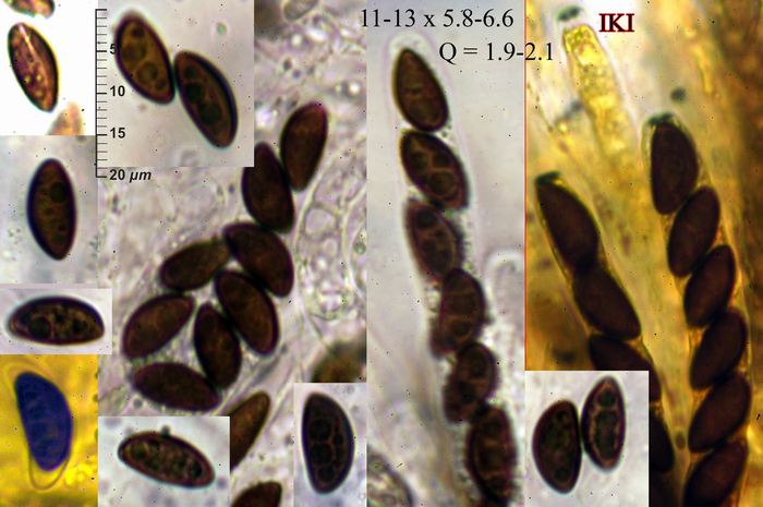 macrostoma