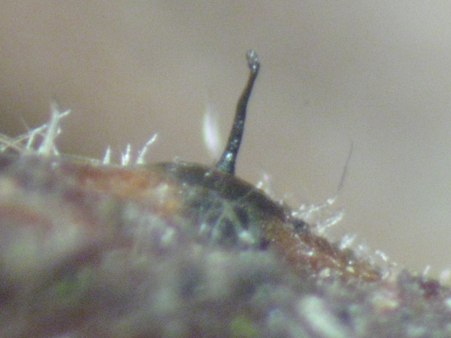 macrostoma