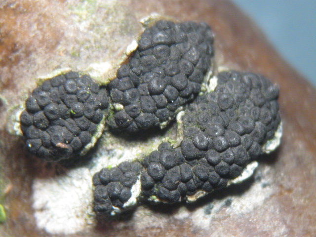macrostoma