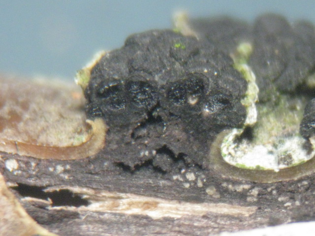 macrostoma