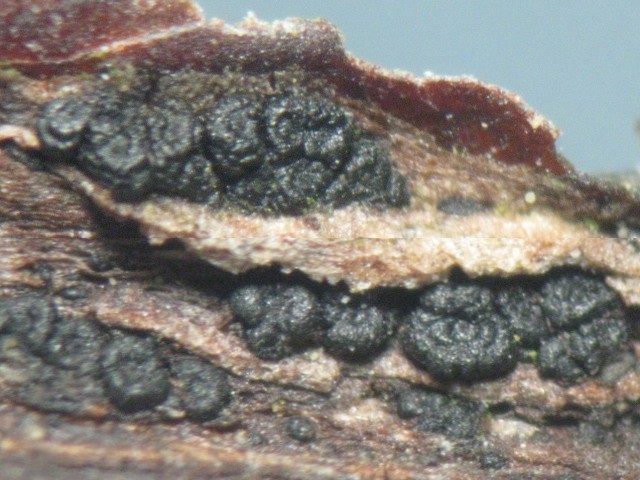 macrostoma