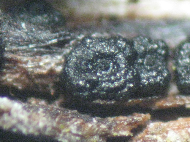macrostoma