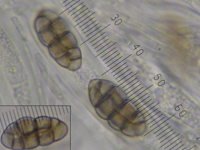 macrostoma