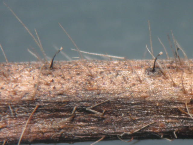macrostoma