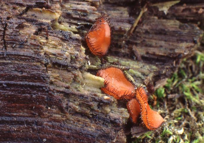macrostoma