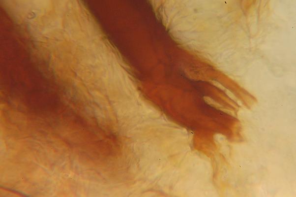 macrostoma