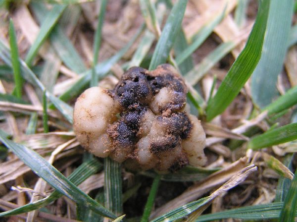 macrostoma