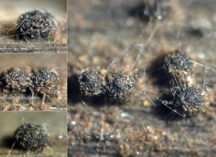 macrostoma