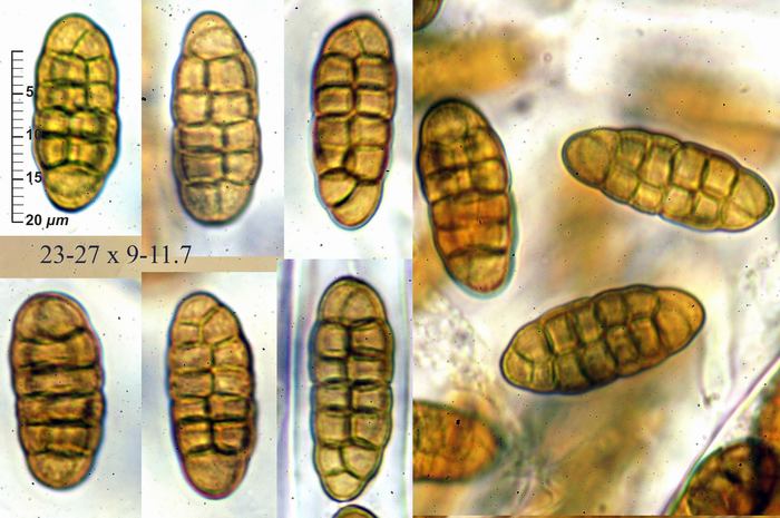 macrostoma
