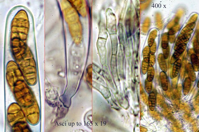 macrostoma