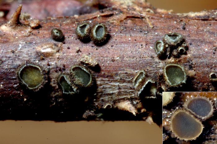 macrostoma