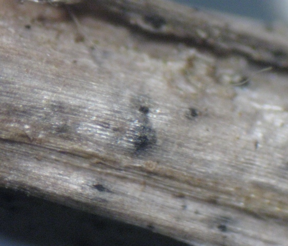 macrostoma