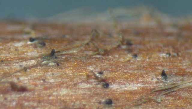 macrostoma