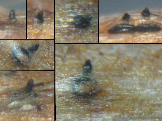 macrostoma