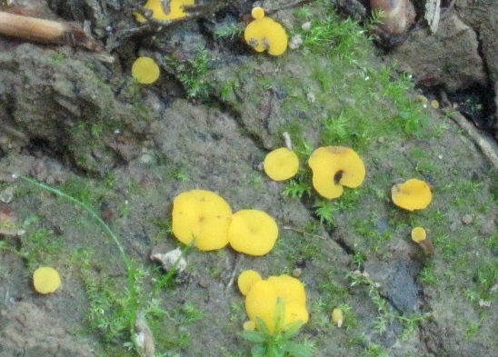 macrostoma